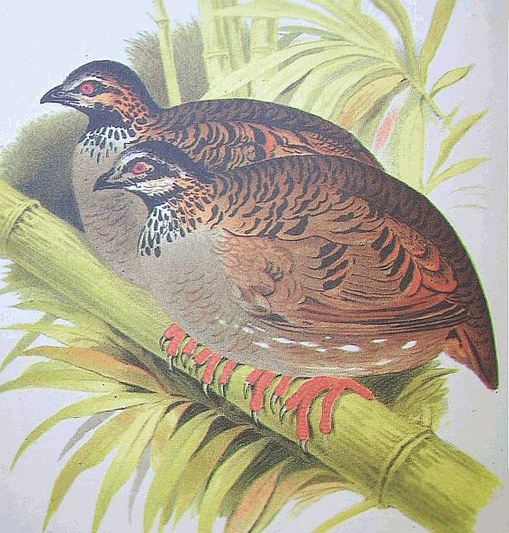 Arborophila atrogularis