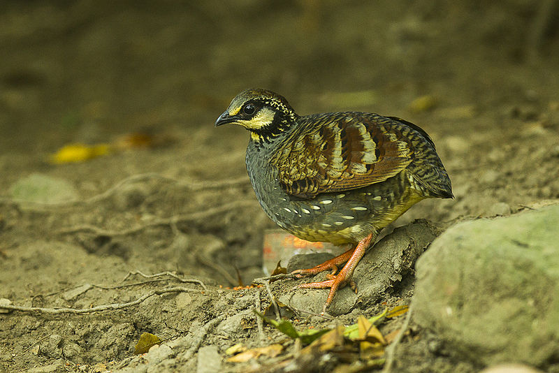 Arborophila crudigularis