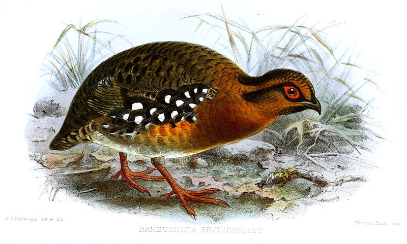 Arborophila hyperythra