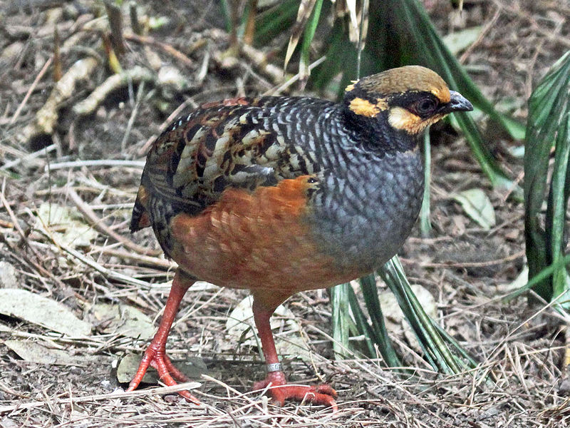 Arborophila javanica