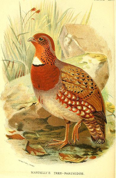 Arborophila mandellii