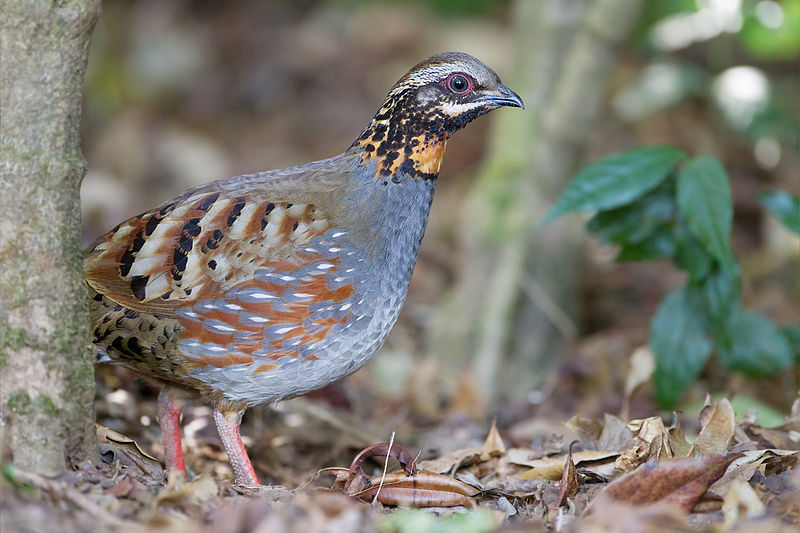 Arborophila rufogularis