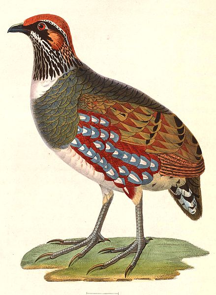 Arborophila torqueola
