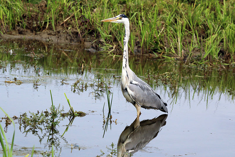 Ardea cinerea