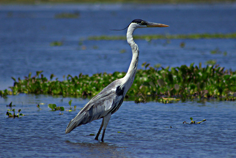 Ardea cocoi