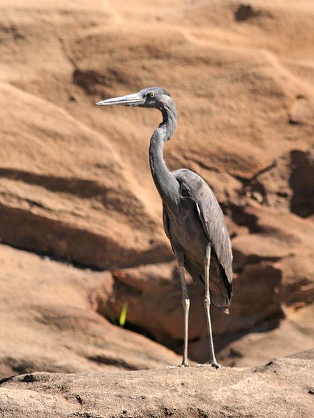Ardea humbloti