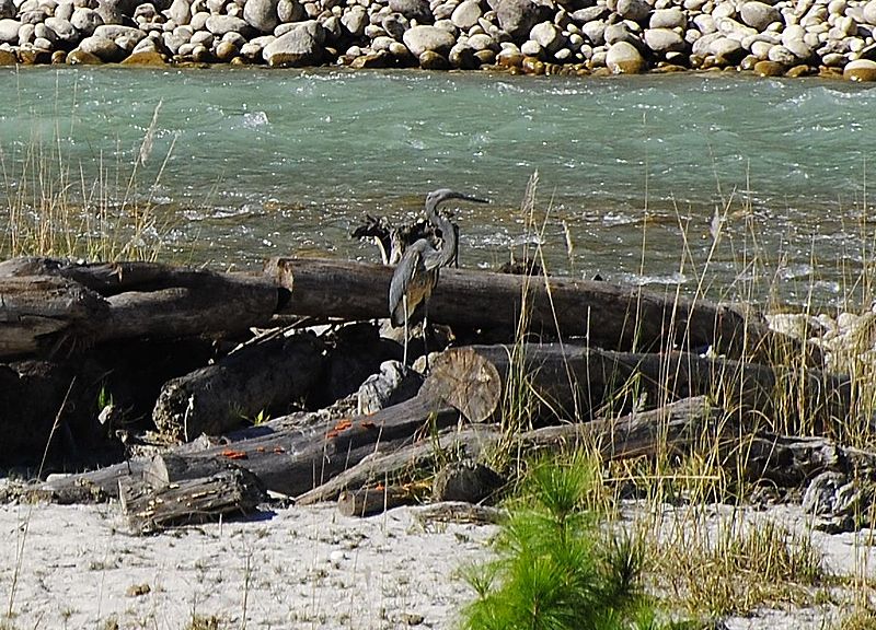 Ardea insignis