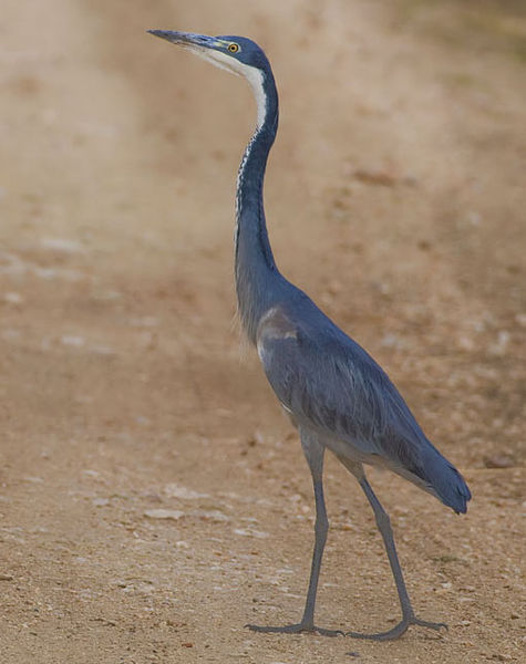 Ardea melanocephala