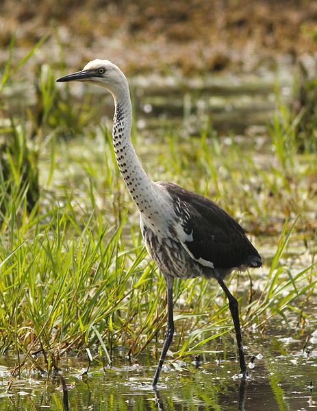 Ardea pacifica