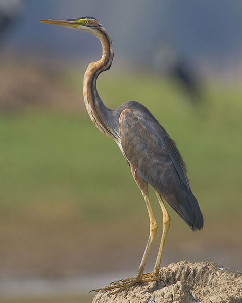 Ardea purpurea