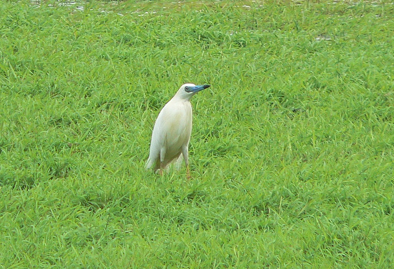 Ardeola idae