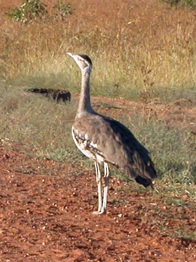Ardeotis australis