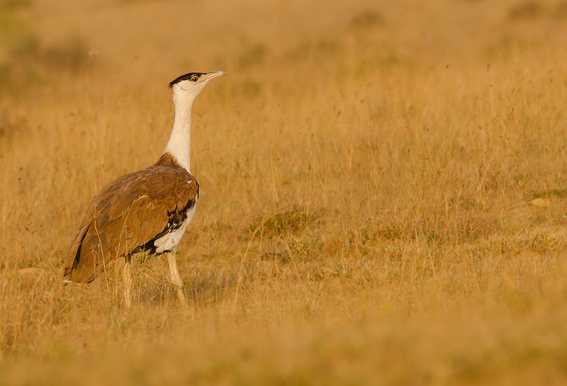 Ardeotis nigriceps