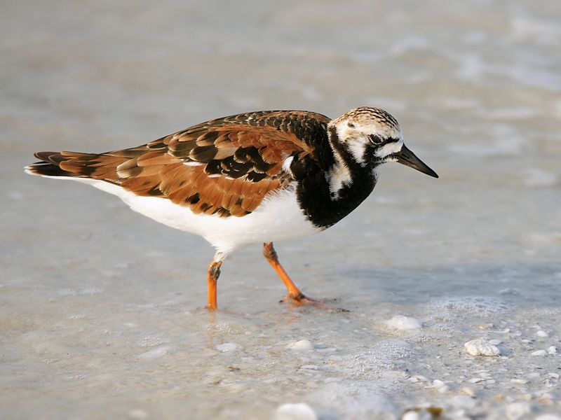 Arenaria interpres