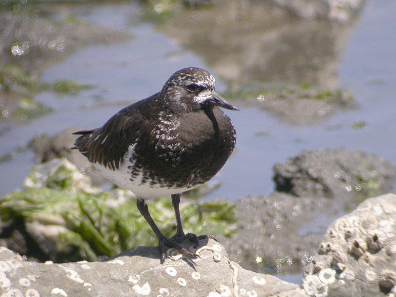 Arenaria melanocephala