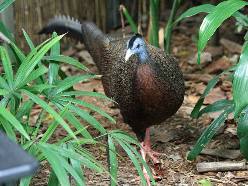 Argusianus argus