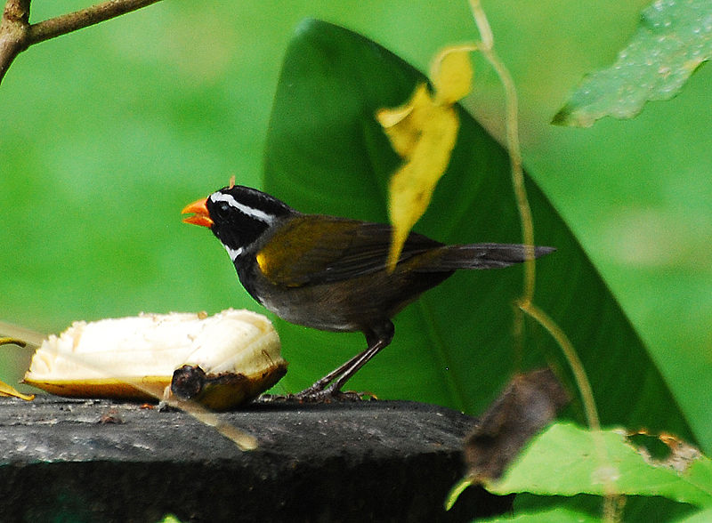 Arremon aurantiirostris