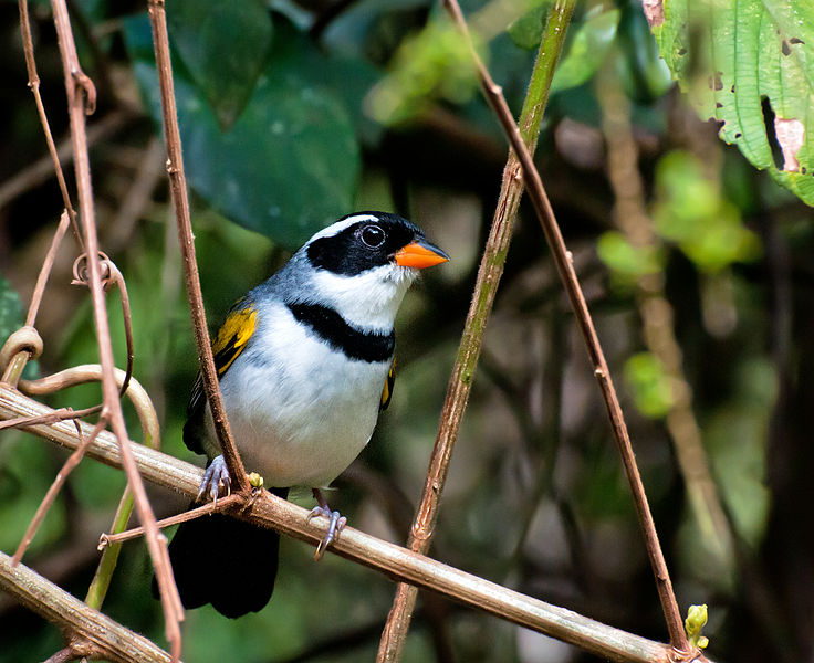 Arremon flavirostris