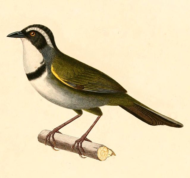 Arremon torquatus