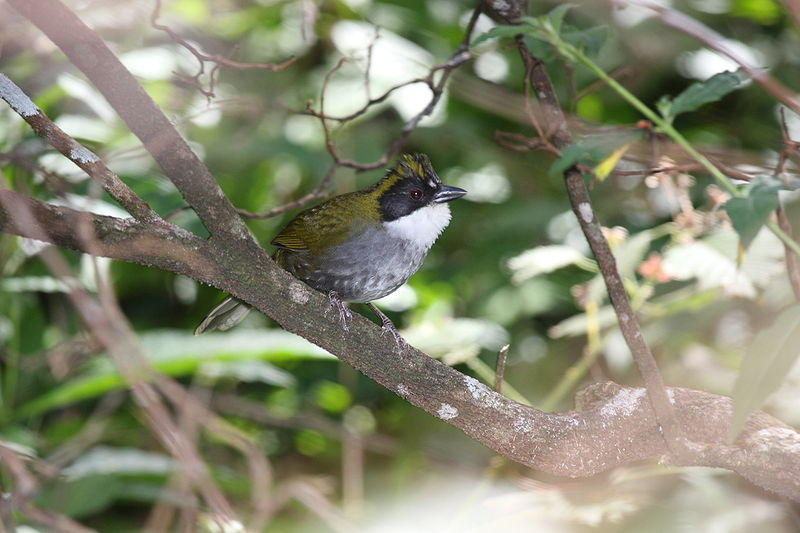 Arremon virenticeps