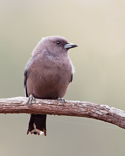 Artamus cyanopterus