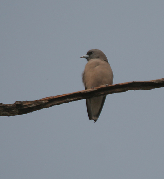 Artamus fuscus