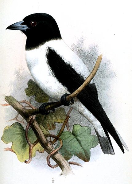 Artamus insignis
