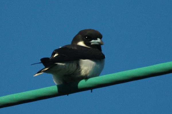 Artamus mentalis