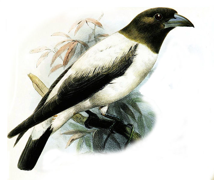 Artamus monachus
