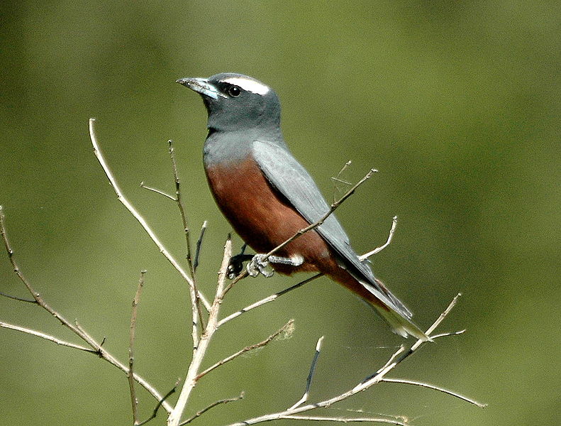Artamus superciliosus