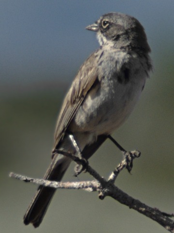 Artemisiospiza belli
