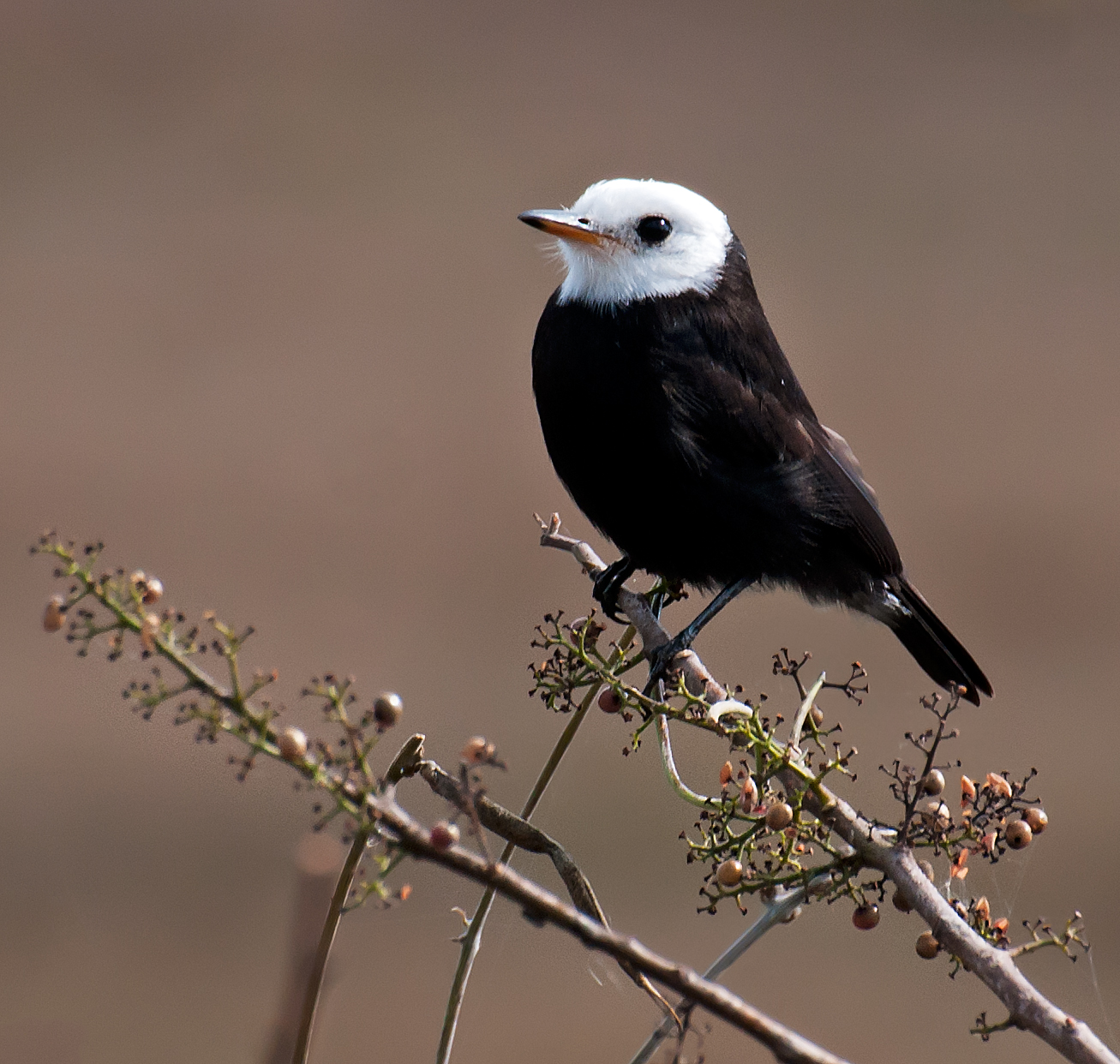 Arundinicola leucocephala