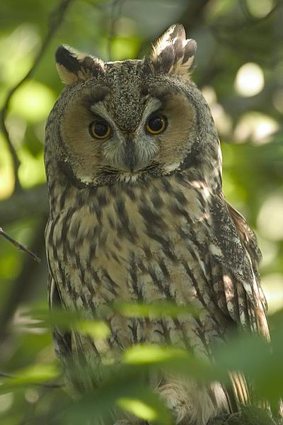 Asio otus