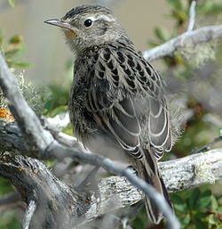 Asthenes anthoides