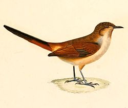 Asthenes dorbignyi