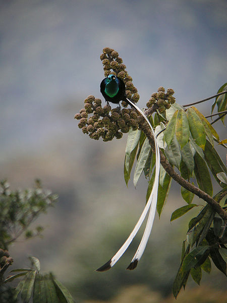 Astrapia mayeri