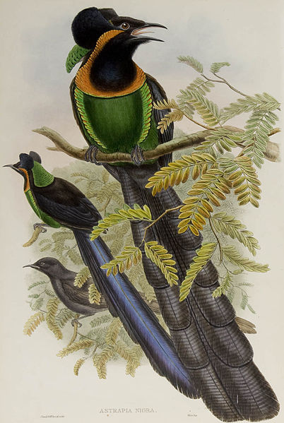 Astrapia nigra