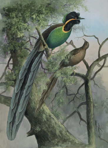 Astrapia rothschildi