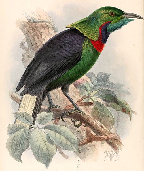 Astrapia splendidissima