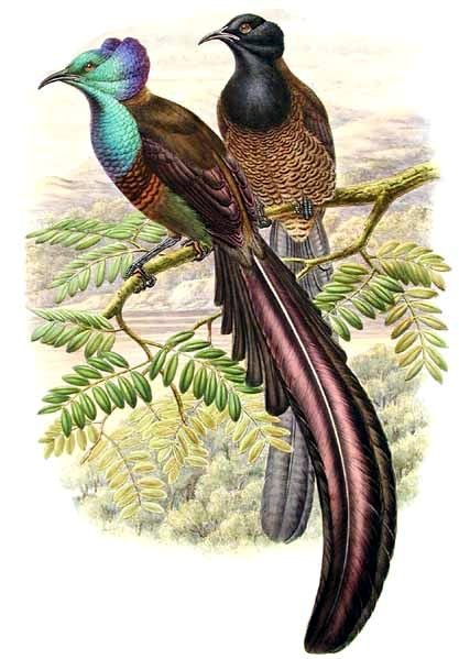 Astrapia stephaniae