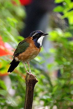 Atelornis pittoides