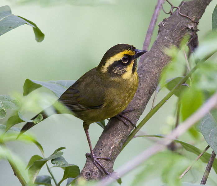 Atlapetes citrinellus