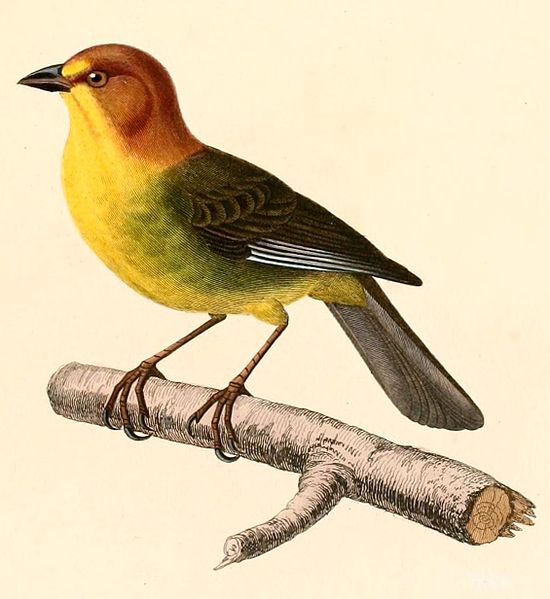 Atlapetes fulviceps