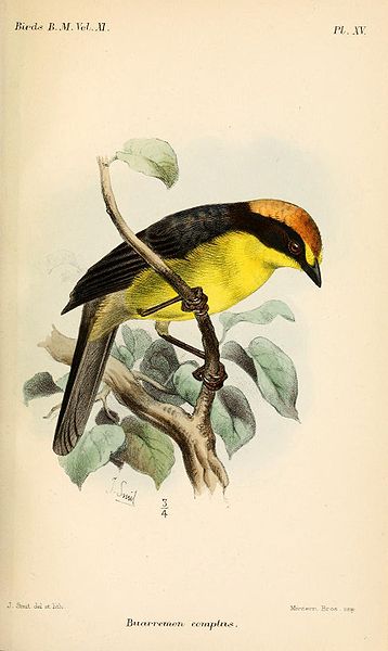Atlapetes latinuchus