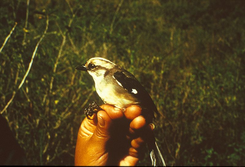 Atlapetes pallidiceps
