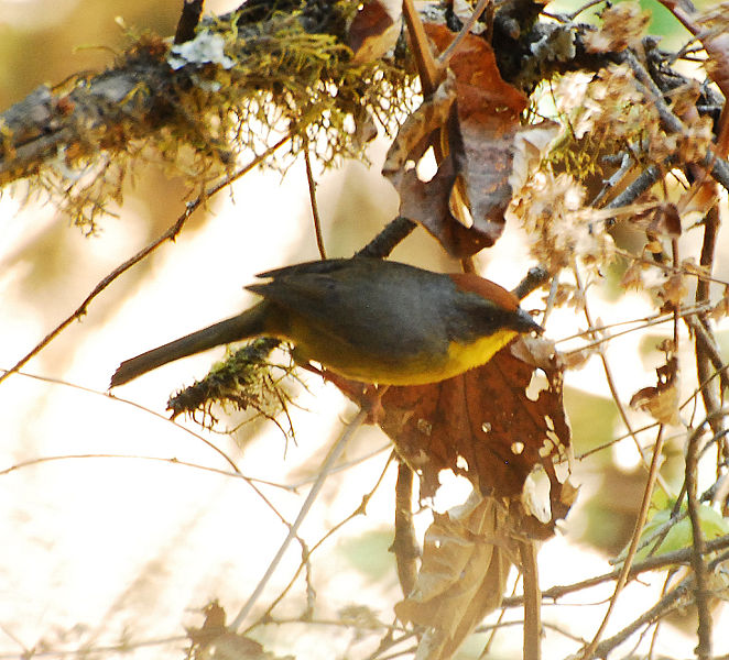 Atlapetes pileatus