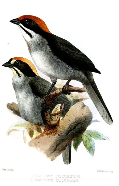 Atlapetes schistaceus