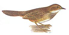 Atrichornis clamosus