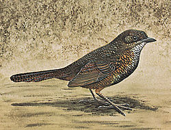 Atrichornis rufescens