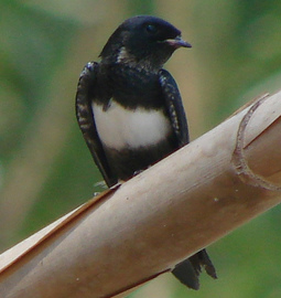 Atticora fasciata
